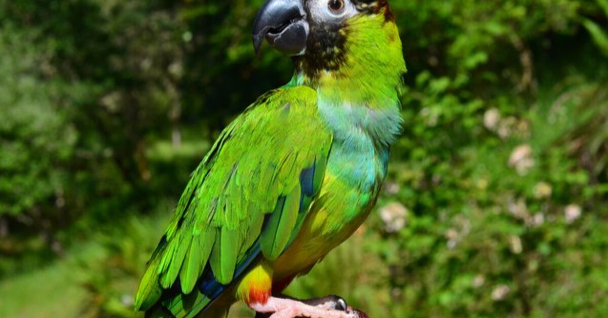 Nanday Condor Nanday Conure Health, Personality, Colors, Sounds and Habitat ...