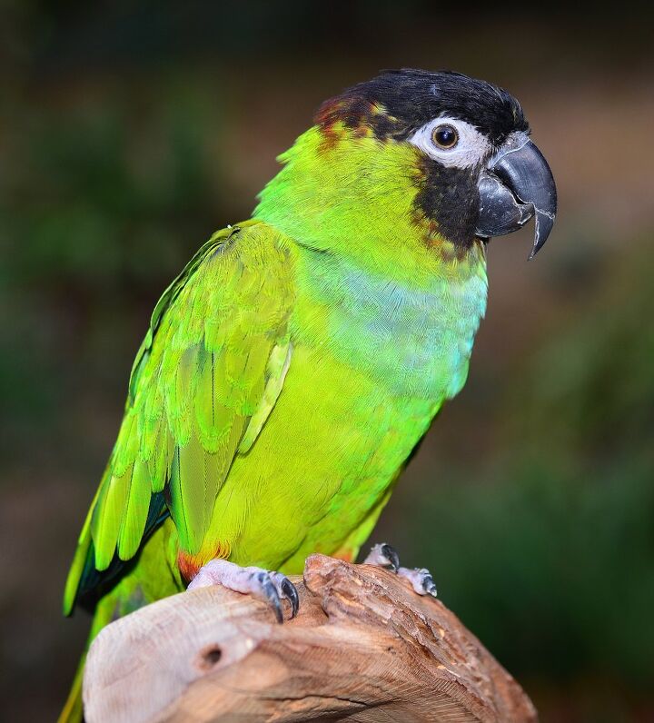 Nanday Condor Nanday Conure Health, Personality, Colors, Sounds and Habitat ...