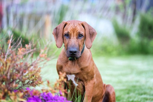 What is Dermoid Sinus in Dogs? | PetGuide