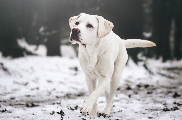top 6 dog breeds that are made in canada