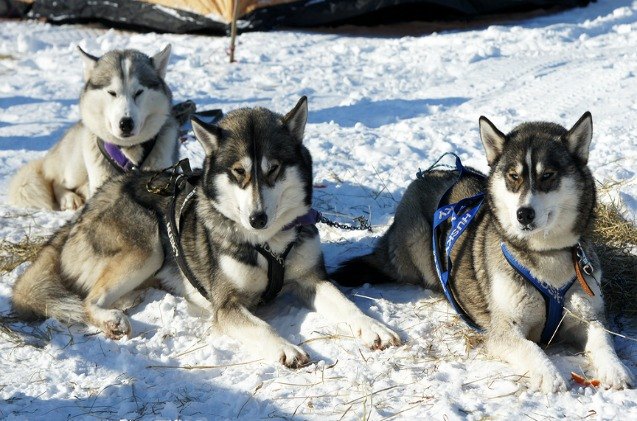 top 6 dog breeds that are made in canada