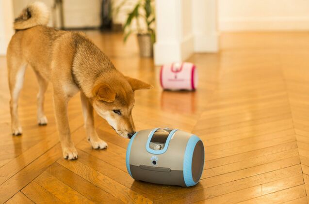 laika is a robot like companion for lonely pets
