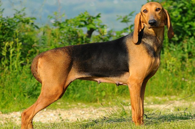Segugio Italiano Everything You Need To Know About This Dog Breed segugio-italiano-everything-you-need-to-know-about-this-dog-breed