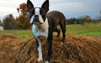 Top 10 Dog Breeds That Are Made in America