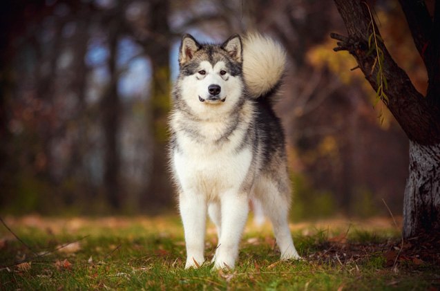 top 10 dog breeds that are made in america