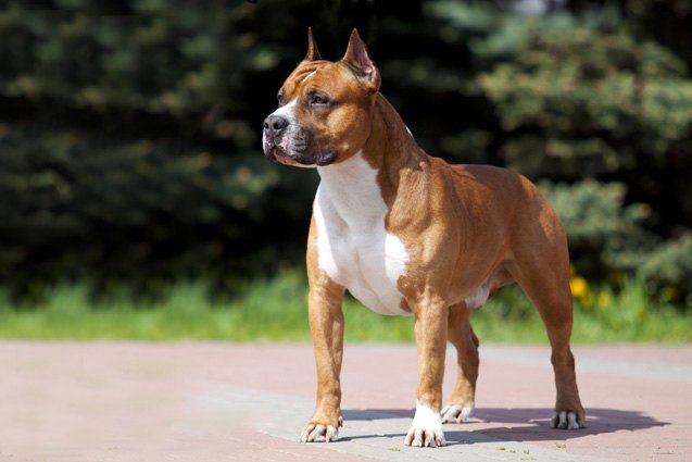 top 10 dog breeds that are made in america