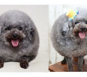 japanese dog groomer turns furballs to fluffiest fluffballs ever
