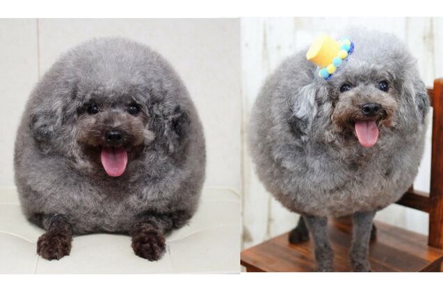 japanese dog groomer turns furballs to fluffiest fluffballs ever