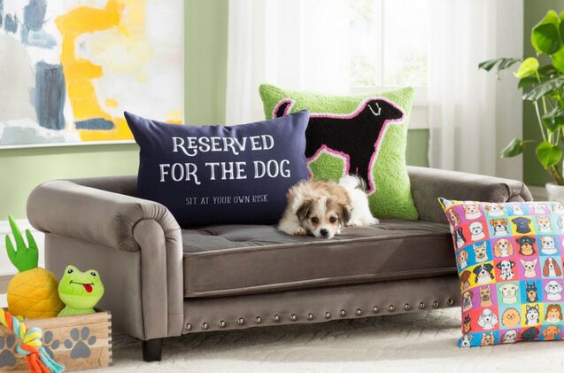 wayfair launches archie oscar a line of fab pet furniture and accessories