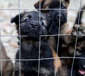 ohio makes history with groundbreaking anti puppy mill law