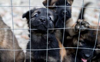 Ohio Makes History With Groundbreaking Anti-Puppy-Mill Law