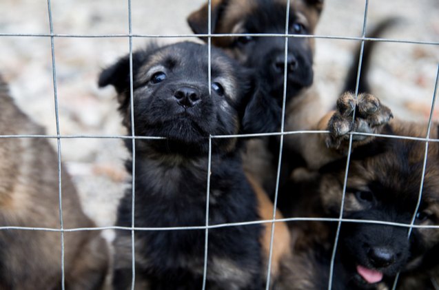 ohio makes history with groundbreaking anti puppy mill law