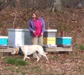 maryland dogs are new weapons to help save the bees