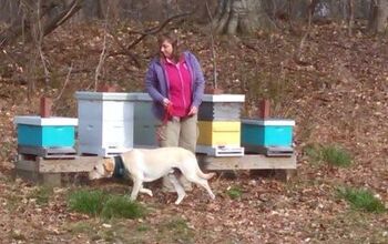 Maryland Dogs Are New Weapons To Help Save The Bees