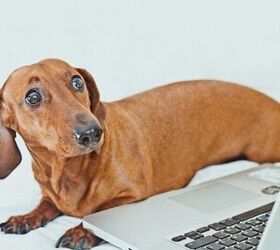 Is Social Media Putting Our Dogs in Danger?