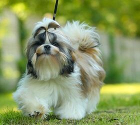 What Are Achondroplastic Dogs? | PetGuide