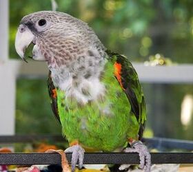 Grooming: Wing, Nail & Beak Trimming | Pet bird cage, Pet birds, Parrot  pet
