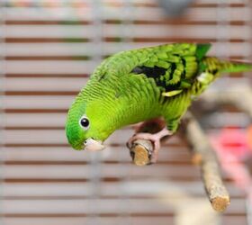 lineolated parakeet