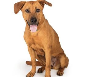 Redbone Retriever Dog Breed Health, Training, Temperament, and Puppy - PetGuide |