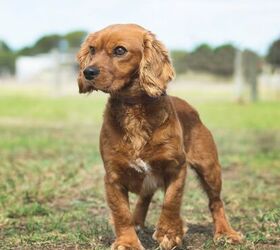 Golden Cavalier - Dog Breed Health, Training, Feeding, and Care Information - | PetGuide