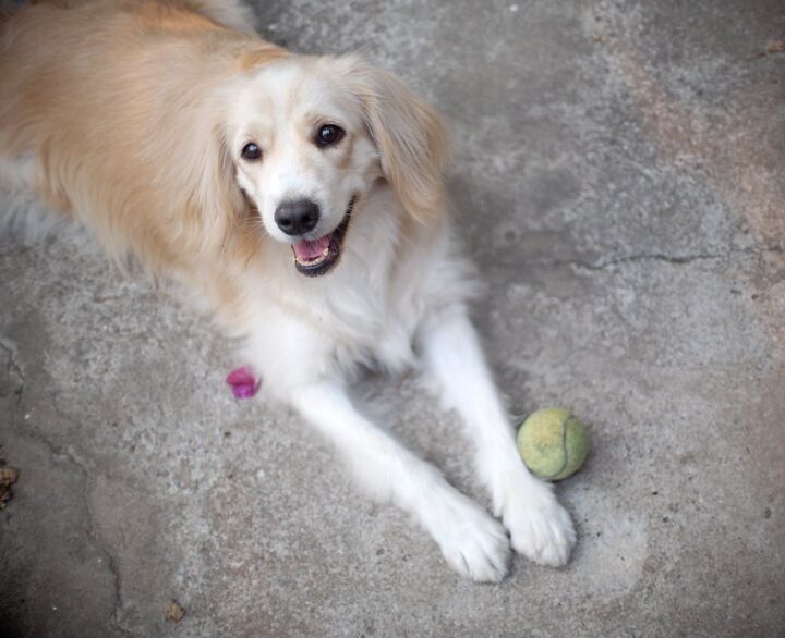 Cavalier King Charles Spaniel Golden Retriever Mix