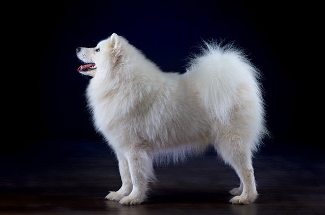 Giant Spitz | PetGuide