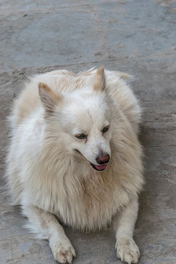 Giant German Spitz Size 7 Spectacular Spitz Breeds PUCCI Café