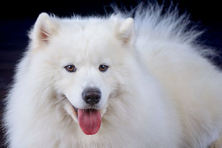 Giant Spitz | PetGuide