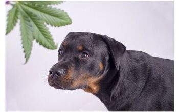 Legalization Of Marijuana Has Unexpected Side Effects For Pets