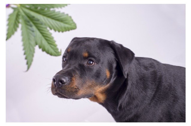 legalization of marijuana has unexpected side effects for pets