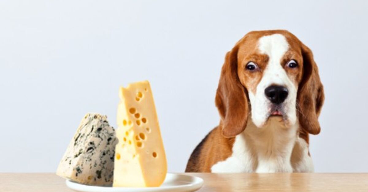Can Dogs Eat Cheese Petguide Can Dogs Eat Cheese Petguide