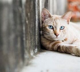 A Rescuer’s Advice on TNR, Fostering, and Adoption