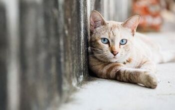 A Rescuer’s Advice on TNR, Fostering, and Adoption