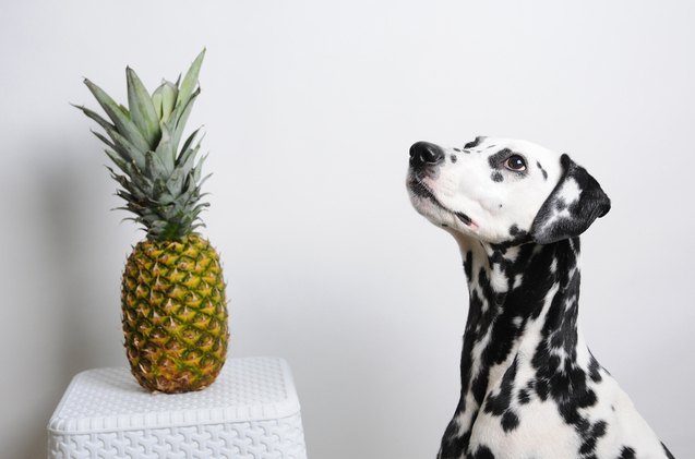 can dogs eat pineapple