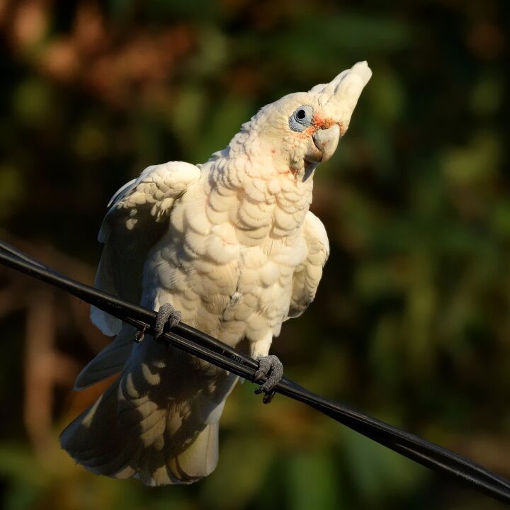 Stunning Bare Eyed Cockatoo Parrotlet Bird Size image