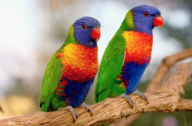 What Color Lory Rainbow Lory As Pets