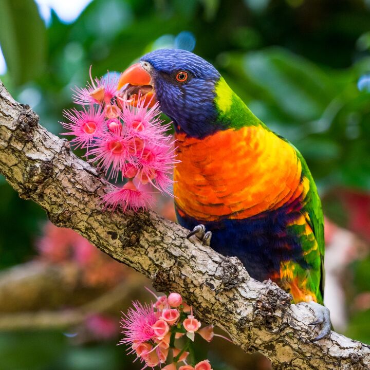 What Color Lory Rainbow Lory Health, Personality, Colors, Habitat and Sounds - PetGuide ...