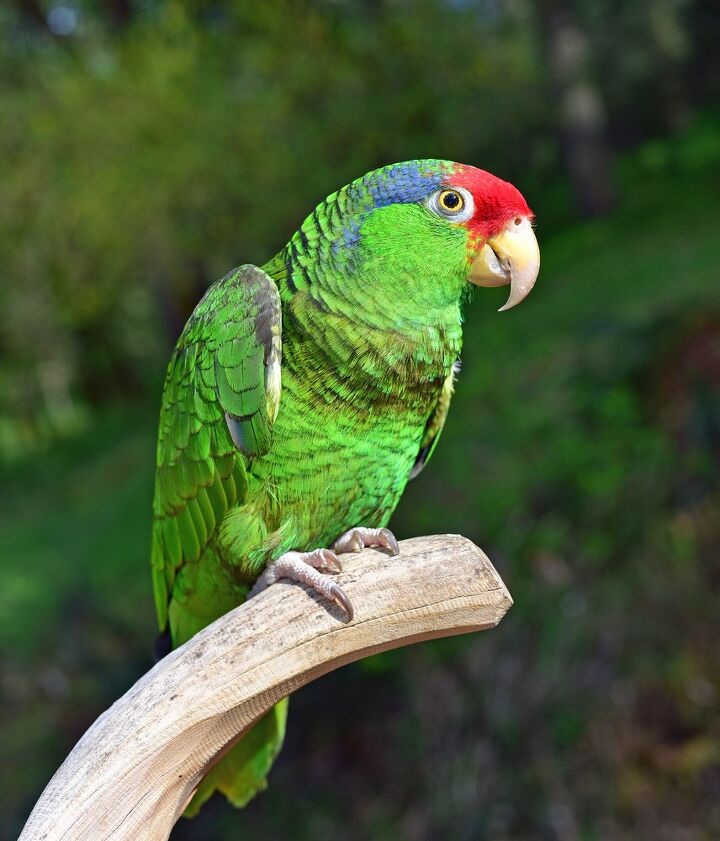 mexican red headed amazon
