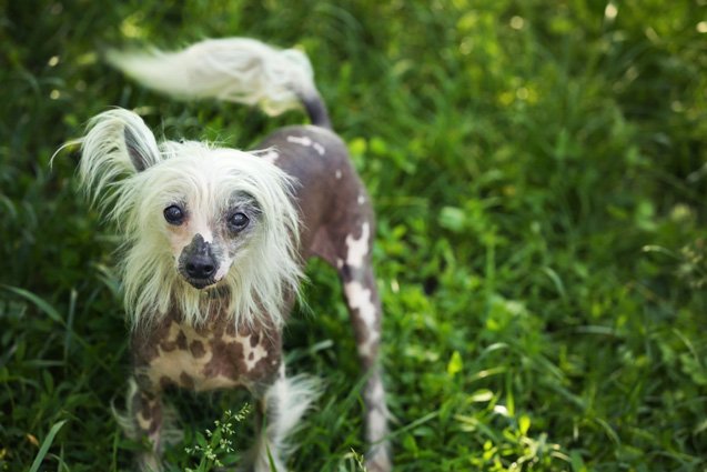 Top 10 Funniest Dog Breeds | PetGuide