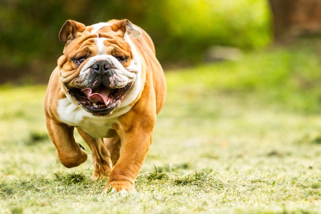 top 10 funniest dog breeds