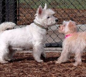 Golden retriever westie sales mix