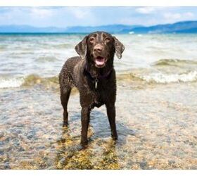 Florida Dog Dies After Saltwater Poisoning