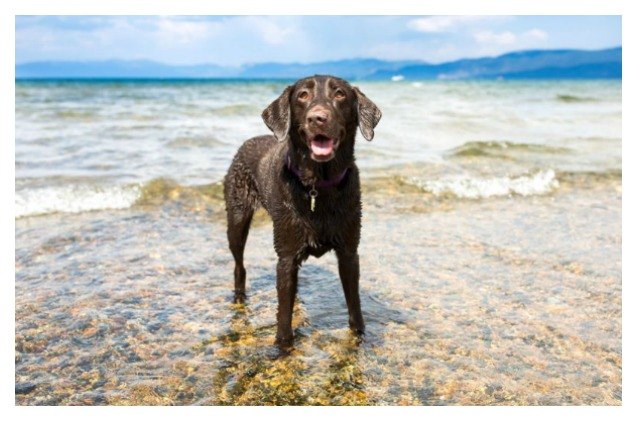 florida dog dies after saltwater poisoning