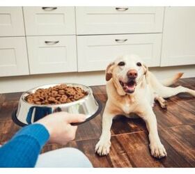 FDA Warns Pet Parents About Grain-Free Dog Food And Heart Disease
