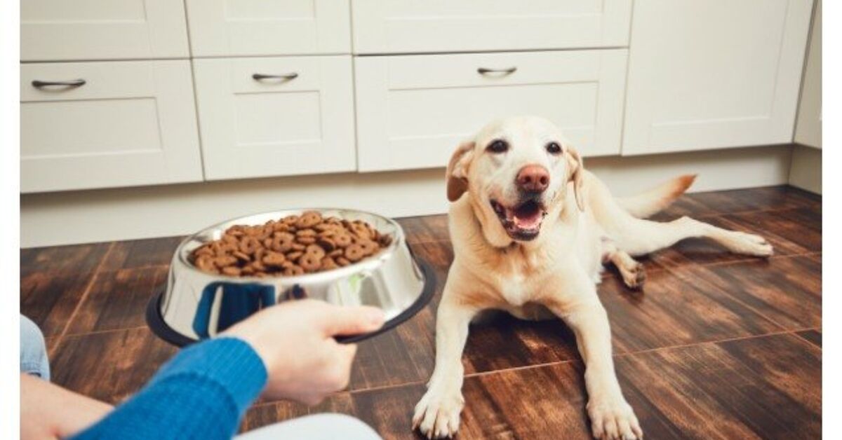 Bad grain free dog foods Clearance
