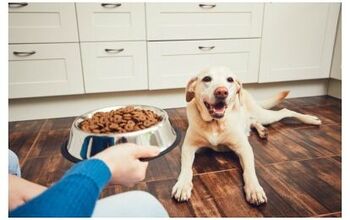 FDA Warns Pet Parents About Grain-Free Dog Food And Heart Disease
