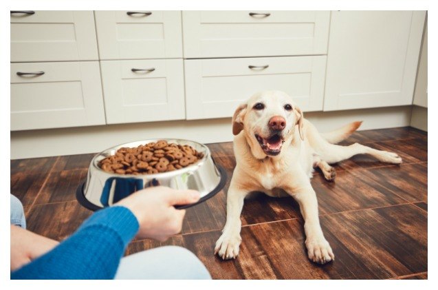 fda warns pet parents about grain free dog food and heart disease