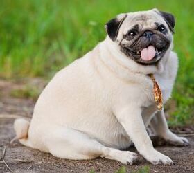 New Social Media Network Wants to Help Obese Pets Lose Weight