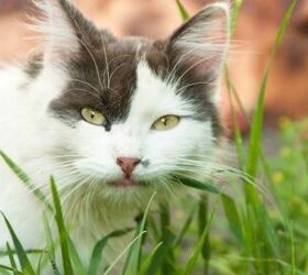 Popular Pesticide Permethrin Can Be Poisonous To Cats