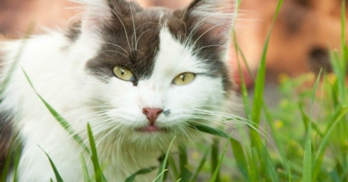 Popular Pesticide Permethrin Can Be Poisonous To Cats | PetGuide